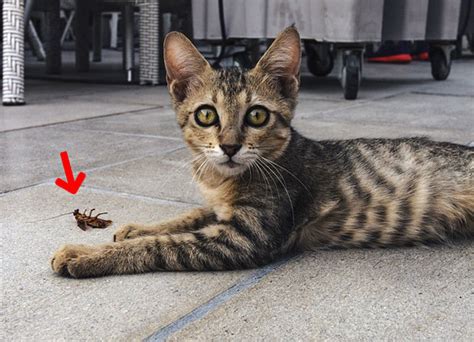 고양이 가 바퀴벌레 를 먹어요